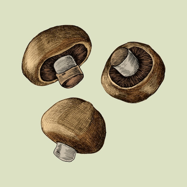 Vecteur illustration de trois champignons frais