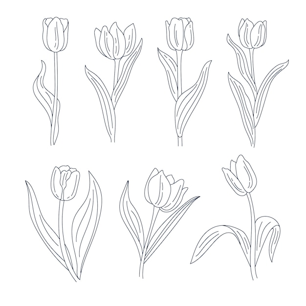 Illustration de tulipe dessinée à la main