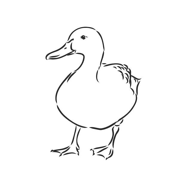 Illustration De Vecteur Animal Canard Dessiné à La Main