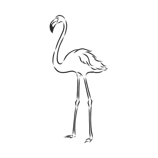 Illustration de vecteur de croquis de flamant rose Illustration de croquis de vecteur de flamant rose