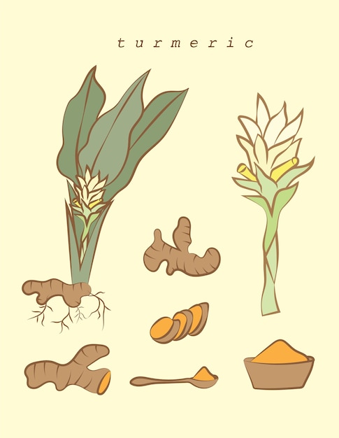 Illustration vecteur isolé couleur doodle de produit de curcuma jaune