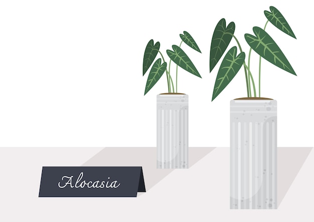 Vecteur illustration vecteur de plante alocasia isolée avec plante en pot sur table avec signe