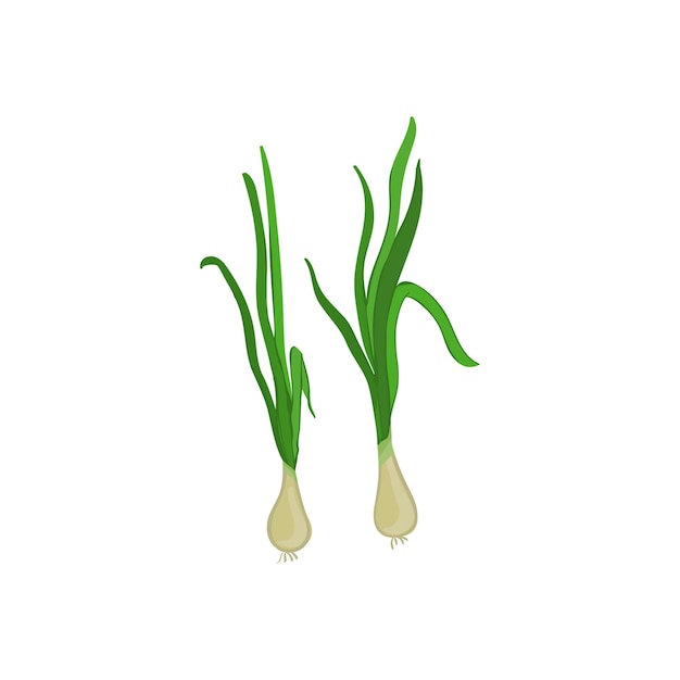 Illustration vectorielle avec 2 oignons verts de printemps frais Produit agricole biologique pour une alimentation saine Étiquettes d'emballage sur les étiquettes de prix du marché