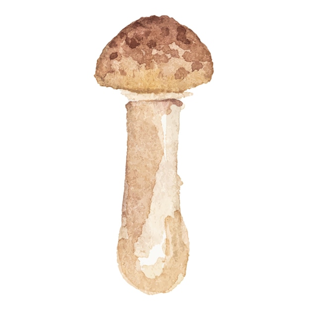 Vecteur illustration vectorielle abstraite aquarelle de champignons d'automne éléments de conception nature dessinés à la main isolés sur fond blanc