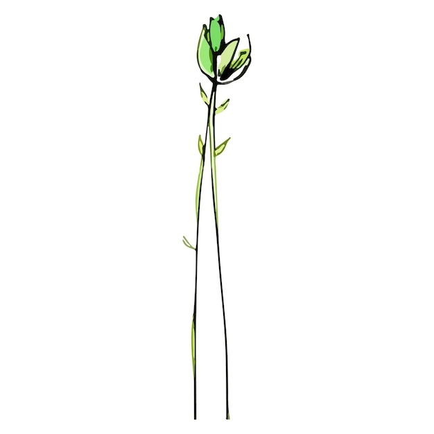 Vecteur illustration vectorielle abstraite de fleur de prairie encre à main levée et style de couleur élément de conception isolé sur fond blanc