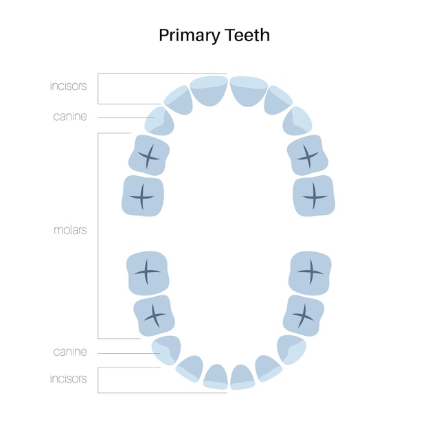 Vecteur illustration vectorielle de l'anatomie de la dentition des dents temporaires primaires. mâchoire supérieure et inférieure humaine de bébé