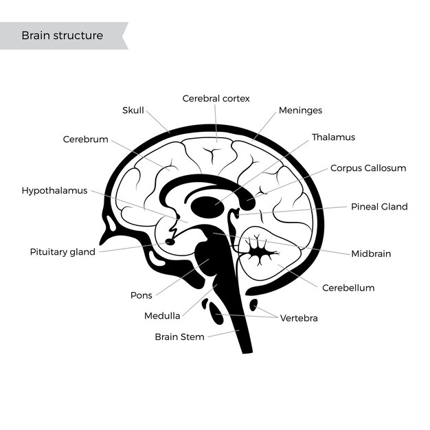 Vecteur illustration vectorielle de l'anatomie du cerveau humain