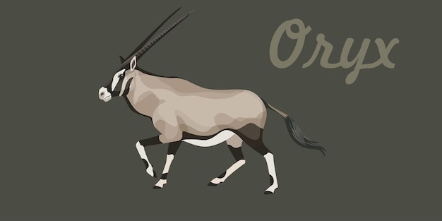 Vecteur illustration vectorielle de l'antilope oryx longues cornes droites et marques sombres se lèvent et marchent