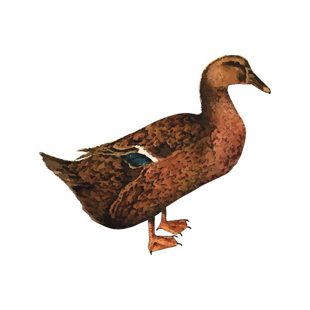 Vecteur illustration vectorielle aquarelle de canard