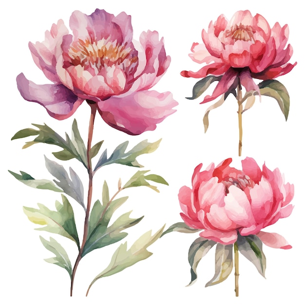 illustration vectorielle à l'aquarelle d'un ensemble de fleurs de pivoine