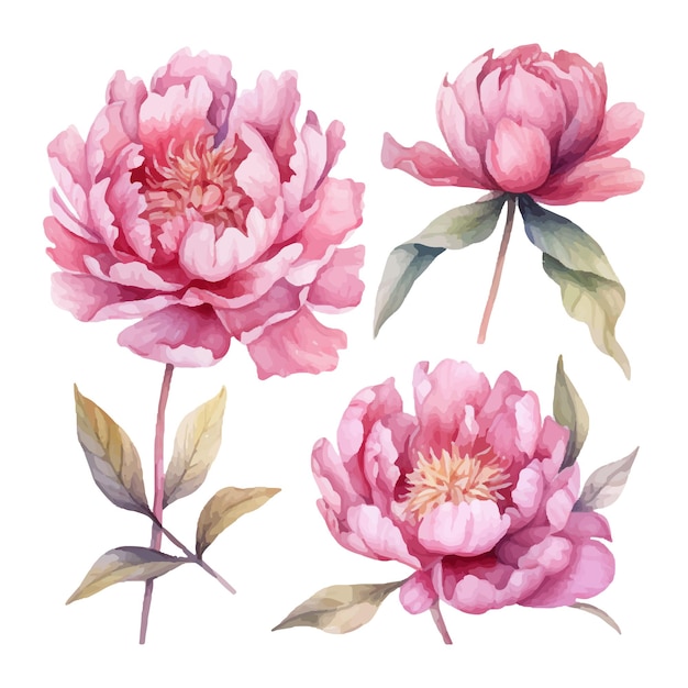 illustration vectorielle à l'aquarelle d'un ensemble de fleurs de pivoine