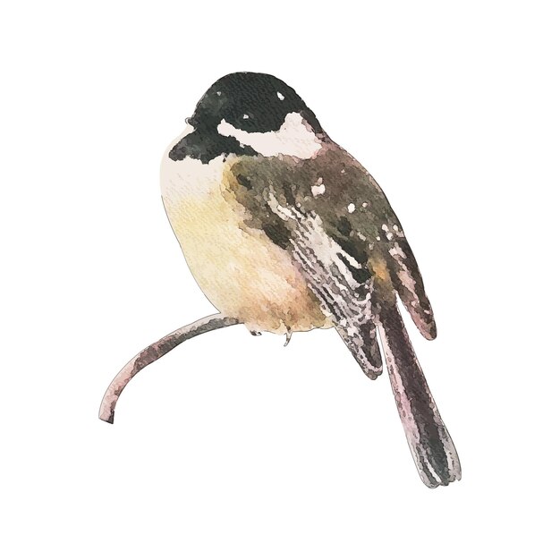 Illustration Vectorielle Aquarelle Mésange