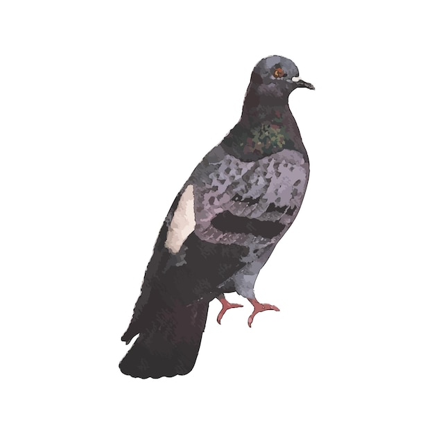 Illustration vectorielle aquarelle pigeon