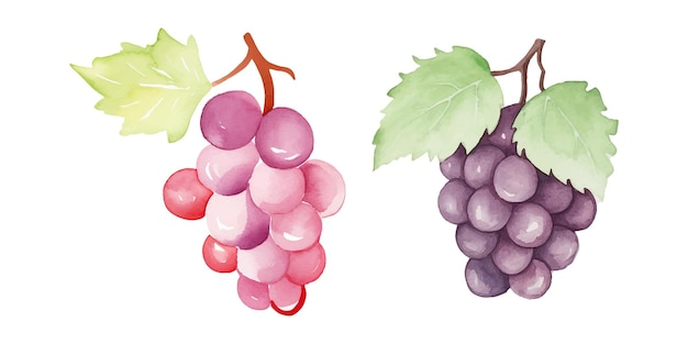 Illustration Vectorielle à L'aquarelle De Raisin Mignon