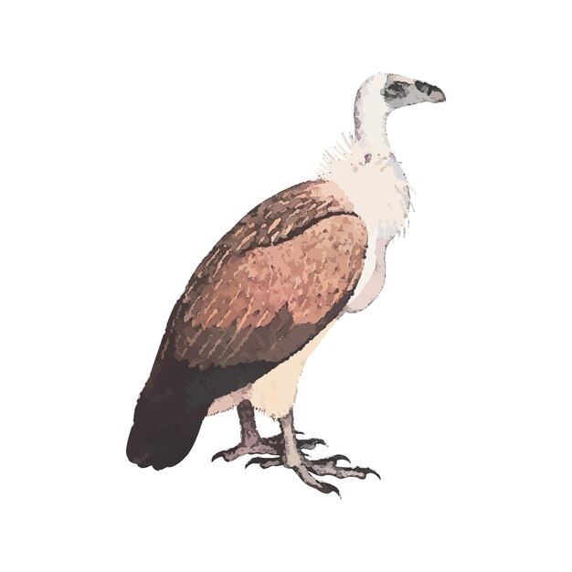 Vecteur illustration vectorielle aquarelle vautour