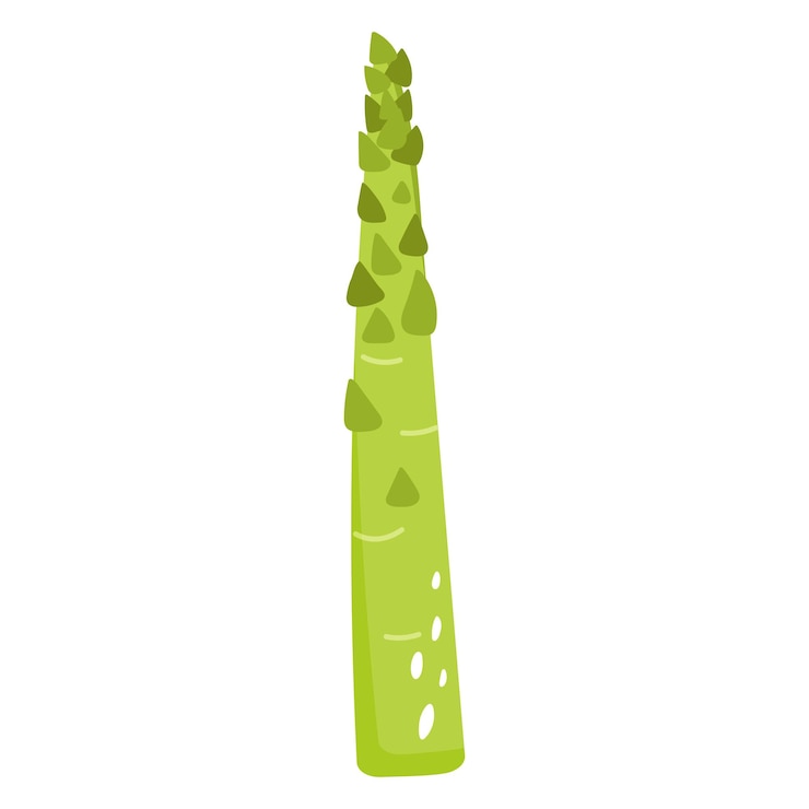Vecteur illustration vectorielle des asperges vertes fraîches