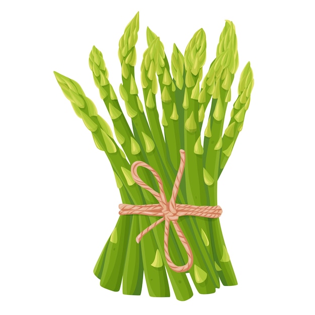 Illustration vectorielle d'asperges