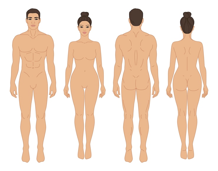 Vecteur illustration vectorielle de l'avant et de l'arrière du corps de l'homme et de la femme modèle de contour de ligne de contour isolé