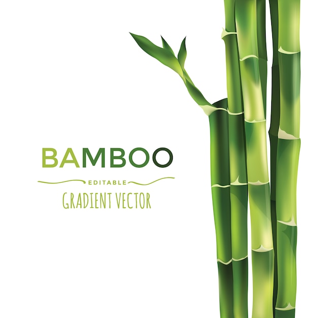 Illustration Vectorielle De Bambou