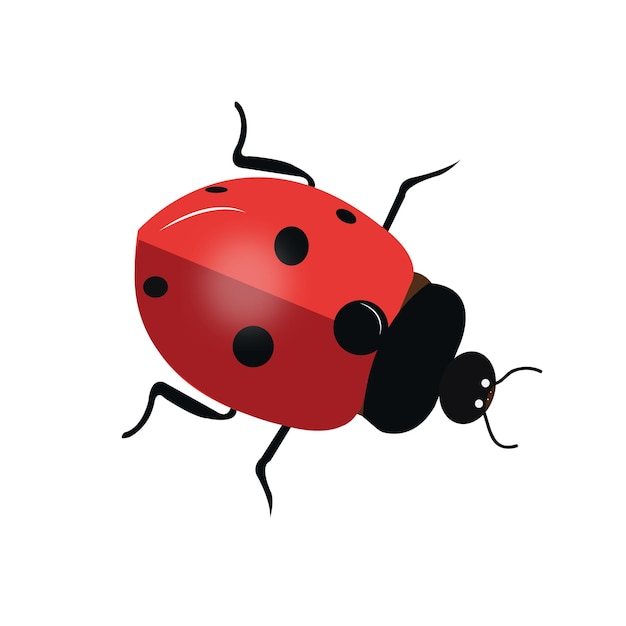 Illustration vectorielle de la belle coccinelle rouge et noire