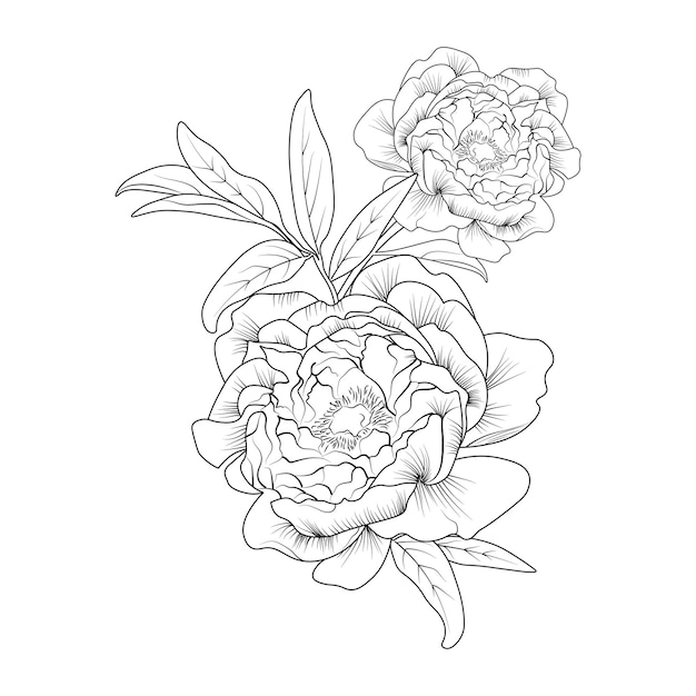 Illustration vectorielle de belles fleurs de pivoine bouquet vecteur croquis illustration isolé sur blanc.