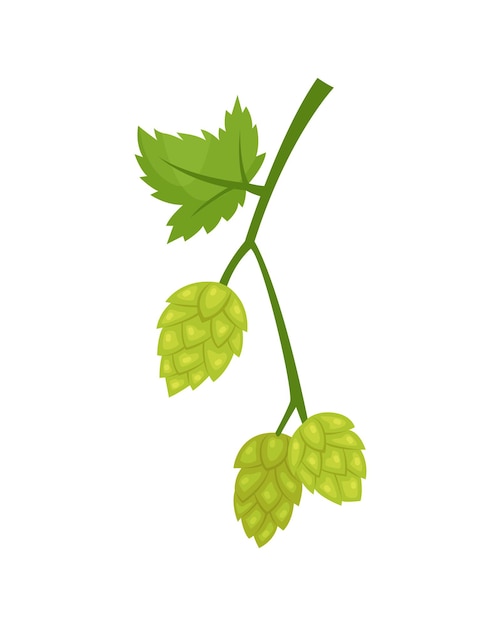 Illustration vectorielle d'une branche de houblon