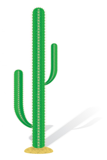 Illustration Vectorielle De Cactus