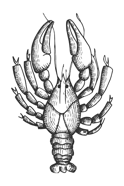 Illustration Vectorielle De Cancer Croquis