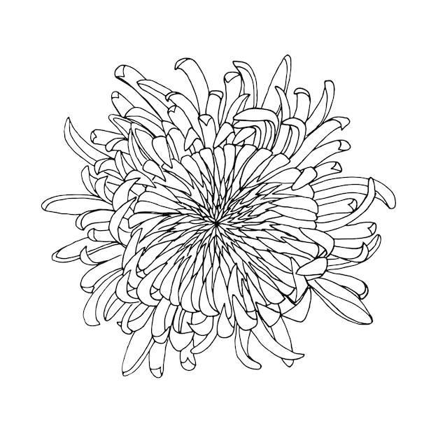 Illustration vectorielle de chrysanthème japonais dessinée à la main pour la coloration et le design