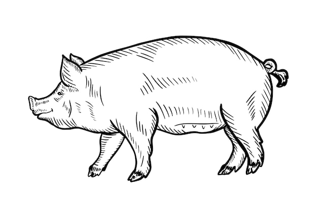 Illustration vectorielle de cochon dans les graphiques, illustration dessinée à la main. Agriculture, élevage