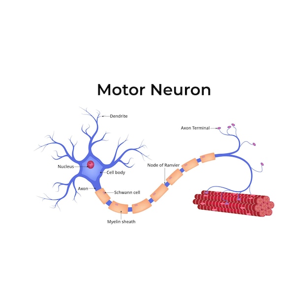 Illustration vectorielle de la conception de l'anatomie des neurones moteurs