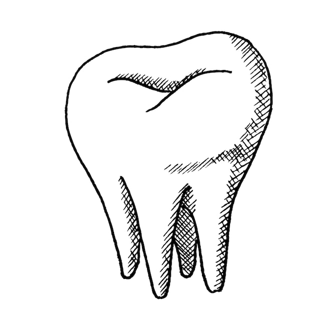 Illustration vectorielle de contour de dent