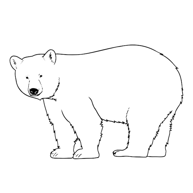 Illustration vectorielle de contour d'ours brun à pied dessiné à la main