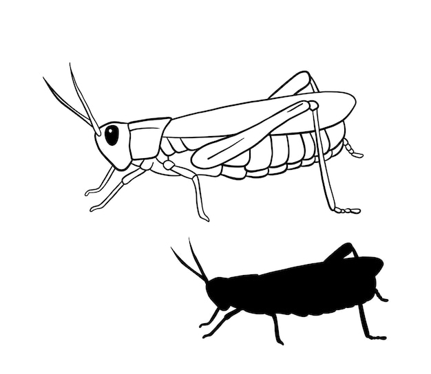 Illustration Vectorielle De Contour De Sauterelle Dessin Au Trait Et Insecte Silhouette Isolé Sur Blanc