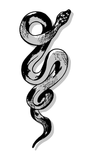 Illustration Vectorielle D'un Contour De Serpent Dessin D'un Serpent