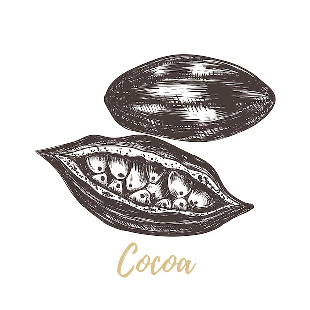 Vecteur illustration vectorielle de croquis de cacao dessin à la main de cacao dessin à la main botanique