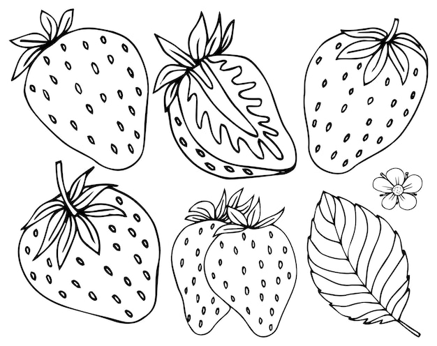 Vecteur illustration vectorielle de croquis de fraises fraise dessinée à la main isolée sur fond blanc