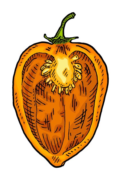 Illustration Vectorielle De Demi-poivre Habanero Vintage Gravure