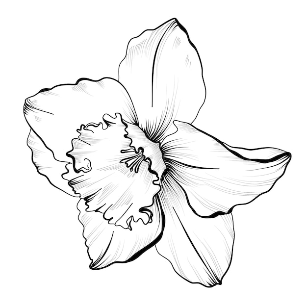 Illustration vectorielle de dessin de narcisse en noir et blanc