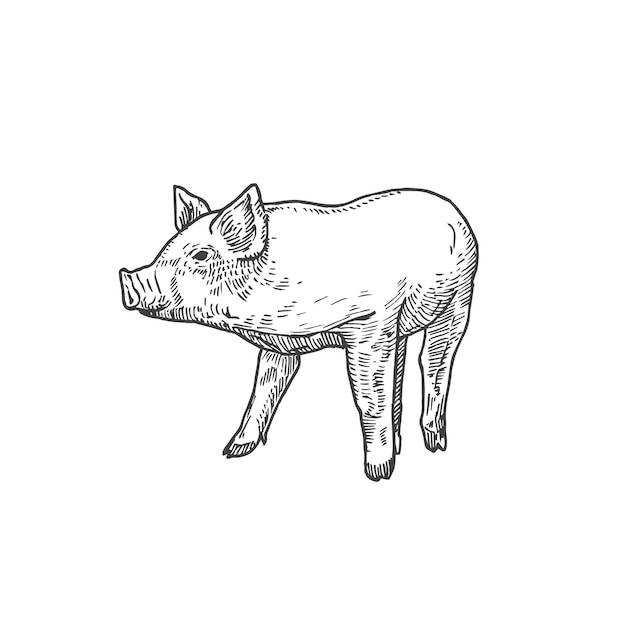 Illustration vectorielle dessinée à la main de cochon ou de petit cochon. Croquis abstrait d'animal domestique. Dessin de style de gravure. Isolé.