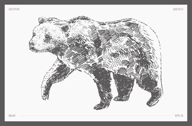 Vecteur illustration vectorielle dessinée à la main du croquis de l'ours