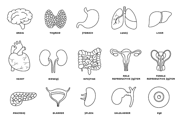 Illustration vectorielle dessinée à la main Ensemble d'organes internes humains