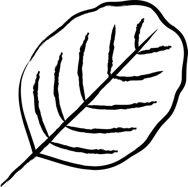Vecteur illustration vectorielle dessinée à la main de la feuille d'ail
