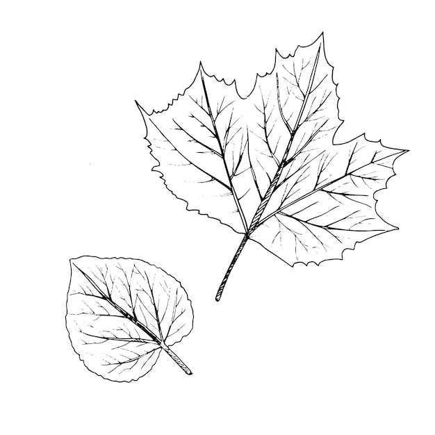 Vecteur illustration vectorielle dessinée à la main des feuilles un croquis détaillé des feuilles