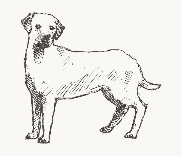 Illustration Vectorielle Dessinée à La Main D'un Labrador Retriever