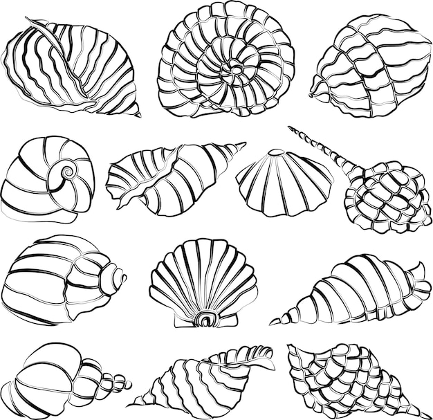 Illustration Vectorielle De Dessins De Contour Divers Coquillages Abstraits