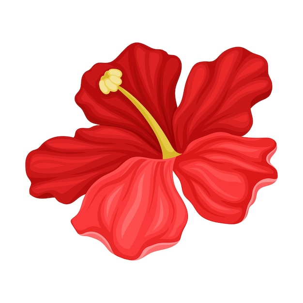 Illustration Vectorielle Détaillée D'une Fleur D'hibiscus En Pleine Floraison