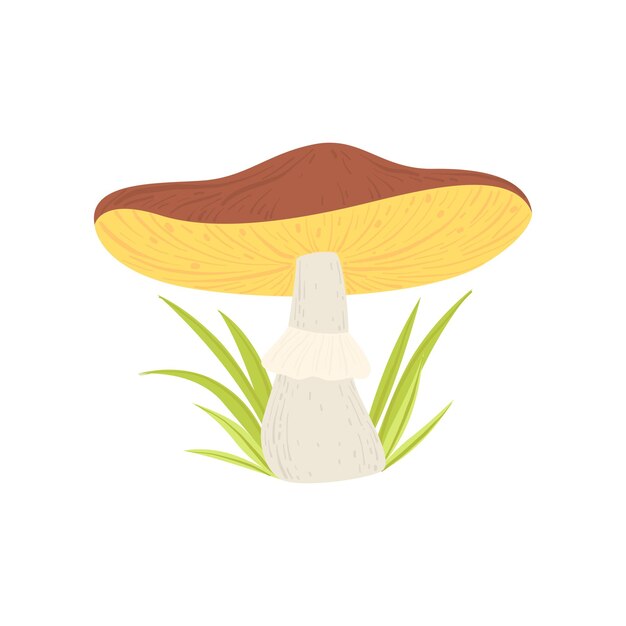 Illustration Vectorielle Du Champignon Forestier Sauvage Et De L'herbe à Croissance Verte Sur Fond Blanc