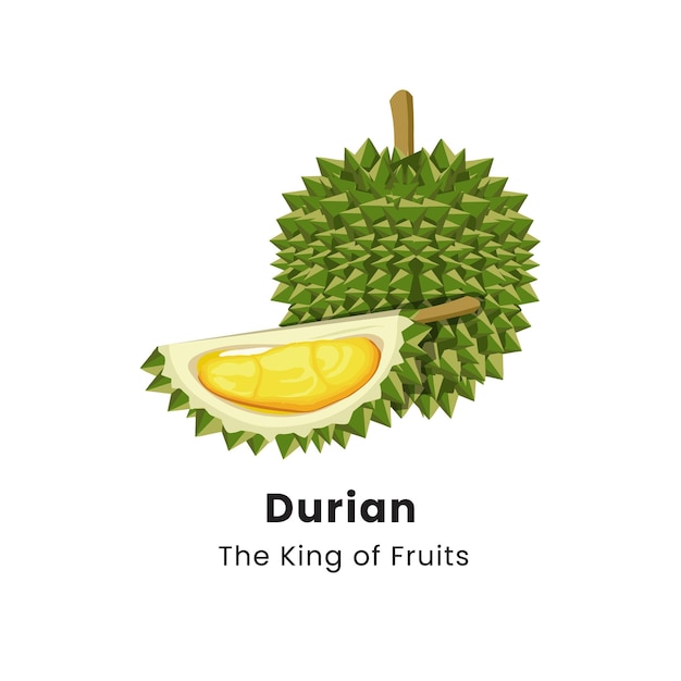 Illustration Vectorielle Du Fruit Durian Sur Fond Blanc