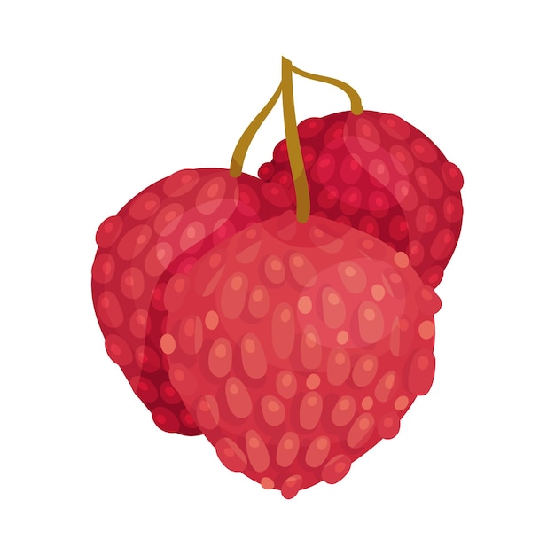 Vecteur illustration vectorielle du fruit de litchi avec écorce rouge-rose grossière fermée et chair douce accrochée à une branche d'arbre